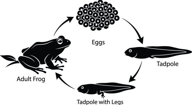Life cycle of a frog, stages of development from eggs to frog life cycle tadpole with legs