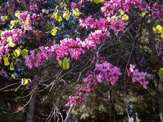 Naklejka premium Vibrant pink Judas tree blossoms on branches in spring sunlight