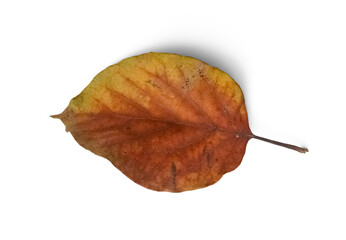 Fototapeta premium Withering leaf