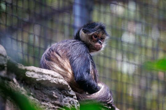 A black-handed spider monkey (Ateles geoffroyi)