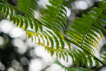 Lush ferns growing in nature close-up vibrant green environment artistic viewpoint