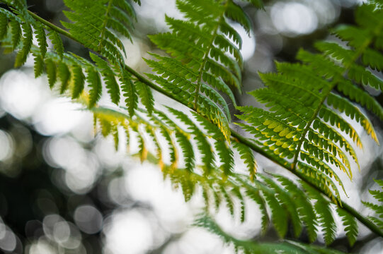 Lush ferns growing in nature close-up vibrant green environment artistic viewpoint