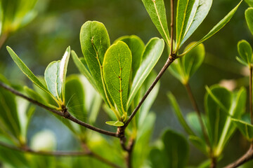 Obraz premium Exploring lush green leaves branches nature close-up outdoor serenity calm environment