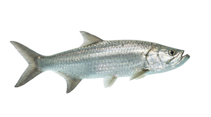 Obraz premium Silver Tarpon Fish Isolated on White Background Studio Shot.