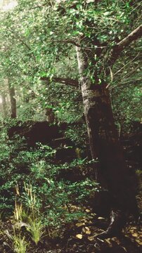 Sunlight filters through thick green leaves in a serene forest. Tall trees stand proudly while vibrant plants flourish at the forest floor, creating a peaceful scene of natures bounty.