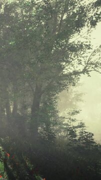 Golden sunlight filters through tall trees in a serene forest. Colorful wildflowers bloom along the lush green path, creating a peaceful atmosphere filled with natures beauty.