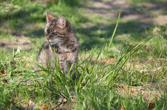 A gray cat is sitting in the grass, squinting at the sun