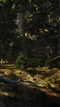 Soft sunlight illuminates a peaceful forest, showcasing tall trees and lush greenery. The ground is covered with delicate moss and the air feels fresh and inviting.