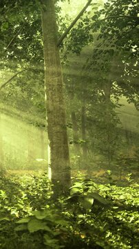 Golden rays of sunlight pour through the green canopy, illuminating a serene forest. Soft foliage blankets the ground, creating a peaceful atmosphere in the heart of nature.