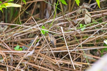 Fototapeta premium Small hummingbird on dry branches