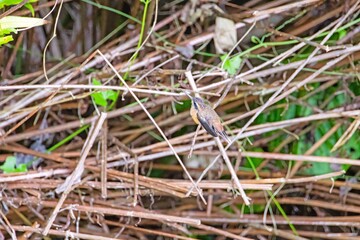 Fototapeta premium Small hummingbird perched on branches in forest
