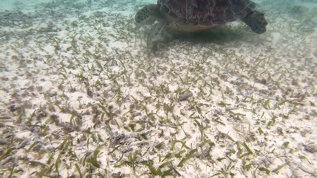 The green sea turtle (Chelonia mydas), also known as the green turtle, is a species of large sea turtle of the family Cheloniidae. It is the only species in the genus Chelonia, Indian Ocean, Maldives