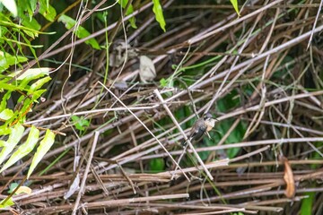 Obraz premium Small hummingbird perched on branch