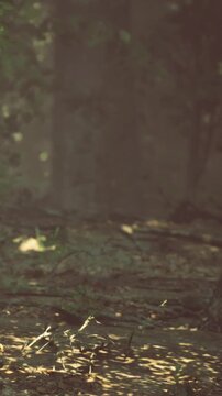 Sunlight gently filters through a canopy of leaves, illuminating a serene forest path. Shadows play across the ground, creating a calm and inviting atmosphere for nature lovers.