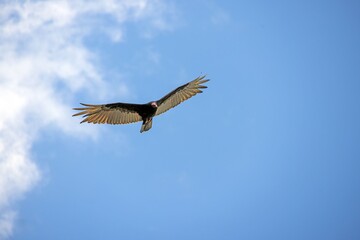 Obraz premium Turkey vulture wide wings flight