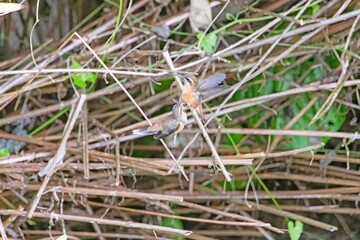 Fototapeta premium Two hummingbirds in flight interaction in Panama