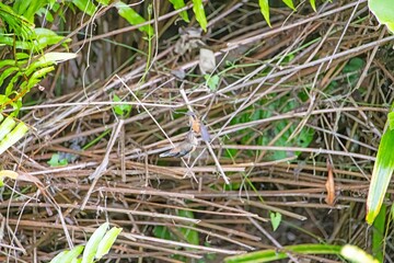 Obraz premium Rufous tailed hummingbird feeding mid air Panama