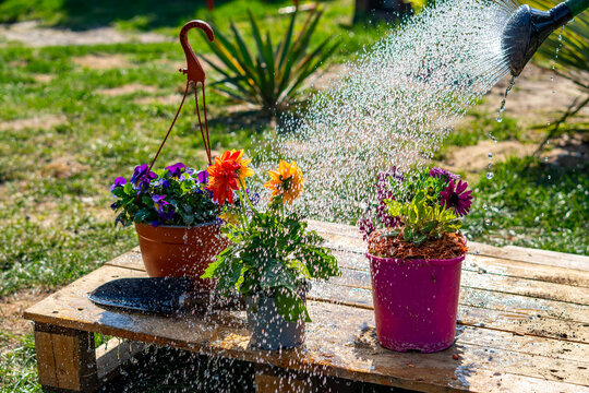 Watering colorful garden flowers in pots on a wooden pallet, water stream from a watering can irrigating dahlias, pansies and osteospermum, summer garden maintenance in bright sunlight, gardening hobb