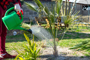 Watering a hardy fan palm Trachycarpus fortunei with a green watering can in the garden, exotic plant care, garden irrigation in spring, gardener at work, cultivating Windmill Palm outdoors. © Adam