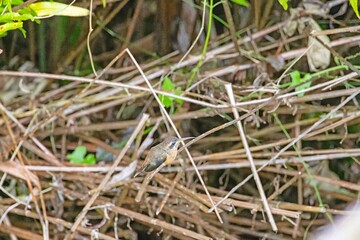 Fototapeta premium Two hummingbirds feeding interaction in tropical forest