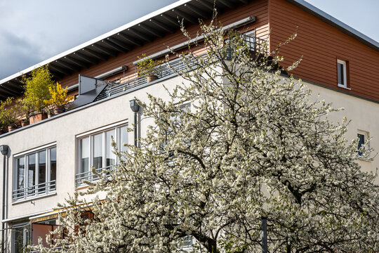 Bl&uuml;hender Baum vor Wohnhaus mit Dachterrasse in K&ouml;ln Nippes, K&ouml;ln, Nordrhein-Westfalen, Deutschland
