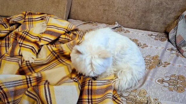 Female West Terrier  determinedly manipulating plaid blanket on a sofa, creating cozy "nest." This video captures the natural, often unseen instinctive behavior associated with pseudopregnancy in dogs