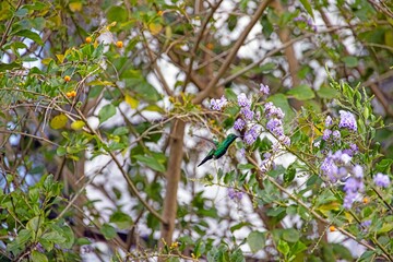 Obraz premium Green hummingbird feeding on purple flowers