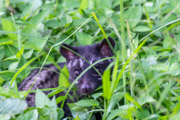 Fototapeta premium civet in the bush