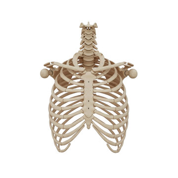 Anatomical illustration of a human rib cage and clavicles from a front perspective
