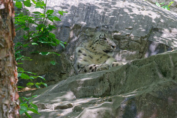 Snow Leopard Camouflage © Martin