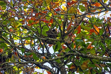 Fototapeta premium Sloth hidden in colorful tropical tree canopy