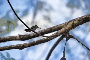 Obraz premium Hummingbird perched on thin branch in Panama
