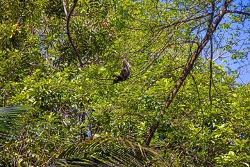 Fototapeta premium Sloth hanging in tropical tree canopy Panama
