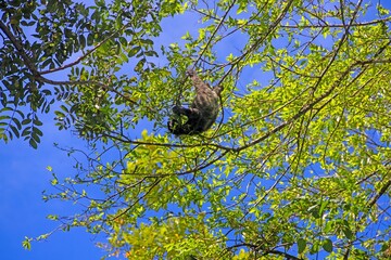 Fototapeta premium Sloth hanging upside down in tree Panama