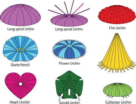 Colorful Sea Urchin Collection with Various Exotic Echinoderm Species Isolated on White