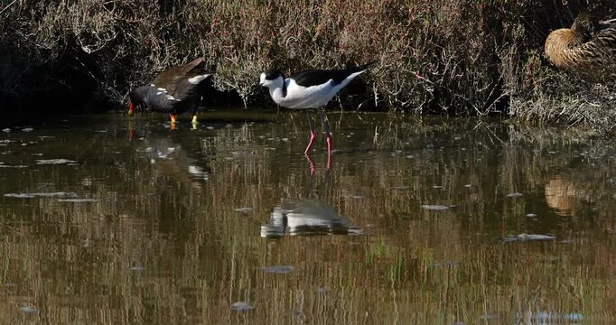 Black-winged stilt (Himantopus himantopus) and Common moorhen,(Gallinula chloropus), the Camargue, France
