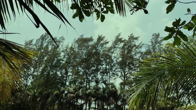 Lush Casuarina or Whistling Pine trees swaying gently under a clear sky in a beautiful coastal or park setting
