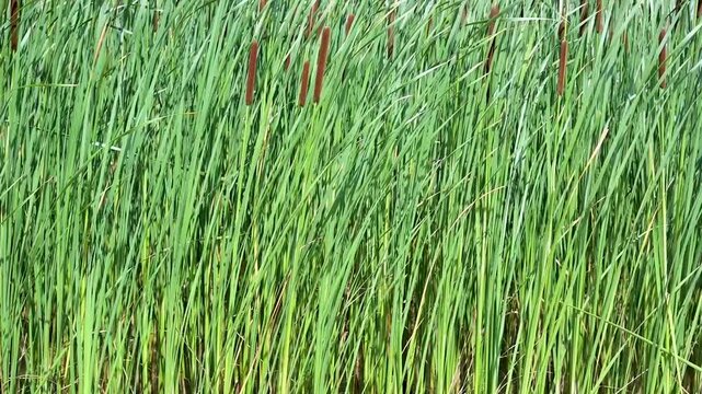 Slow motion footage of tall green cattail stems with brown cylindrical spikes from their roots in water to their crowns