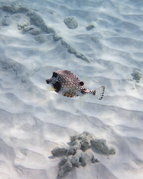 Spotted trunkfish over white sand at Cas Abao Beach