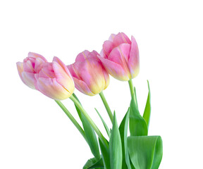 Obraz premium Pink tulips on white background.