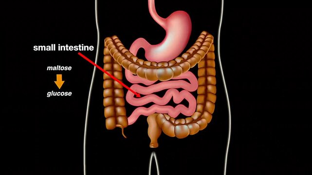 Anatomy and functions of small and large intestine.