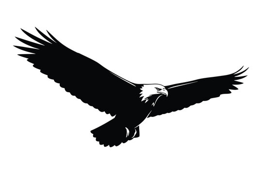 Majestic bald eagle in flight with wings spread wide and feathers detailed beautifully