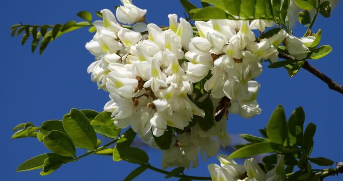 Robinia pseudoacacia, commonly known as black locust, Occitania, France