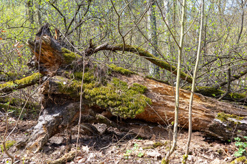 Obraz premium A wide-angle landscape photograph features a fallen, decaying tree trunk heavily covered in moss in a dense forest.