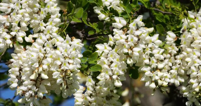 Robinia pseudoacacia, commonly known as black locust, Occitania, France