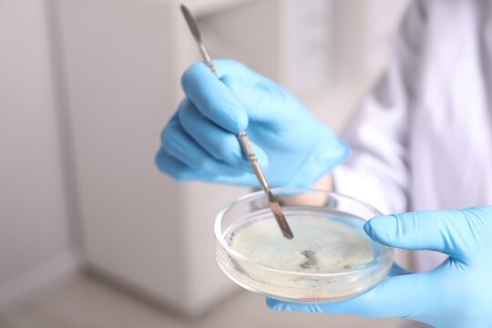 Biochemistry. Scientist holding petri dish with sample and spatula in laboratory, closeup. Space for text