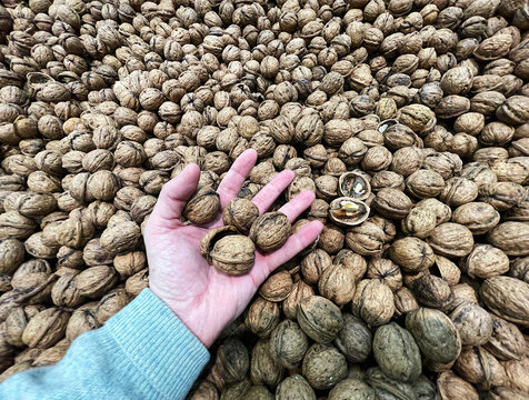 Nueces en mont&oacute;n de frutos secos en mano con pu&ntilde;ado y c&aacute;scaras de nuez nogal saludable con omega 3