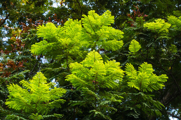 Fototapeta premium Lush green ferns flourishing in nature tropical forest botanical vibrant environment