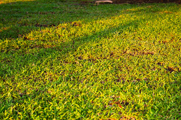 Obraz premium Exploring vibrant grasslands nature's beauty outdoor landscape sunlit environment ground level view