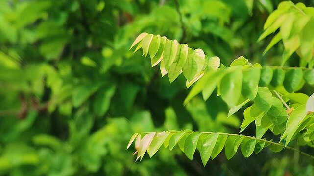 Close up of vibrant green leaves with sunlight creating natural texture fresh botanical background representing growth and eco friendly environment